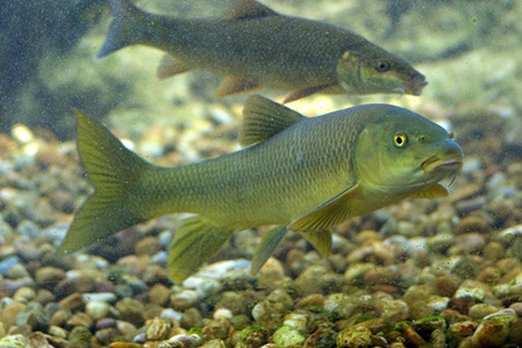 Los peces vivíparos de agua dulce necesitan un pH estable.