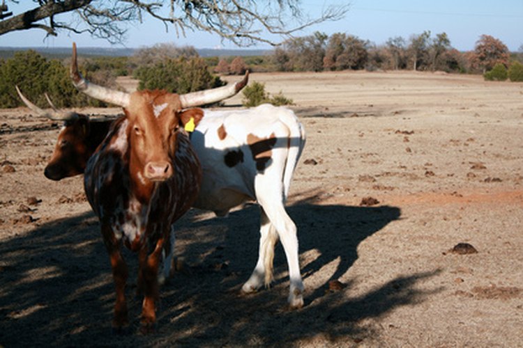 El ganado Longhorn es la única raza antigua de ganado vacuno que tiene sus raíces en Estados Unidos.