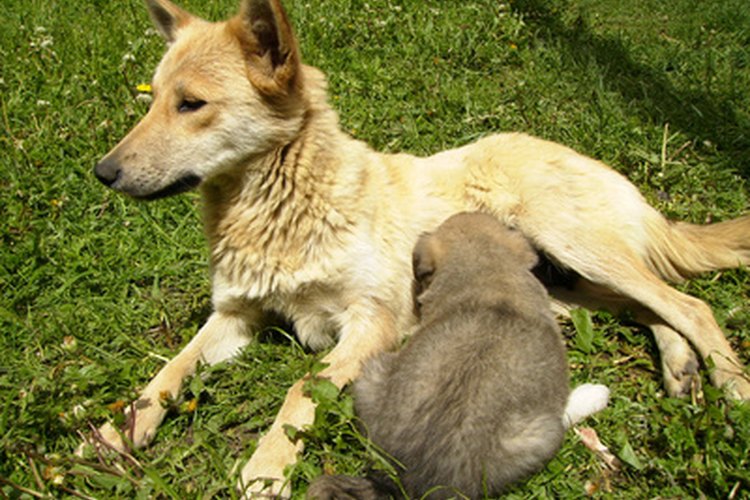 Los cachorros requieren leche materna durante al menos seis semanas.