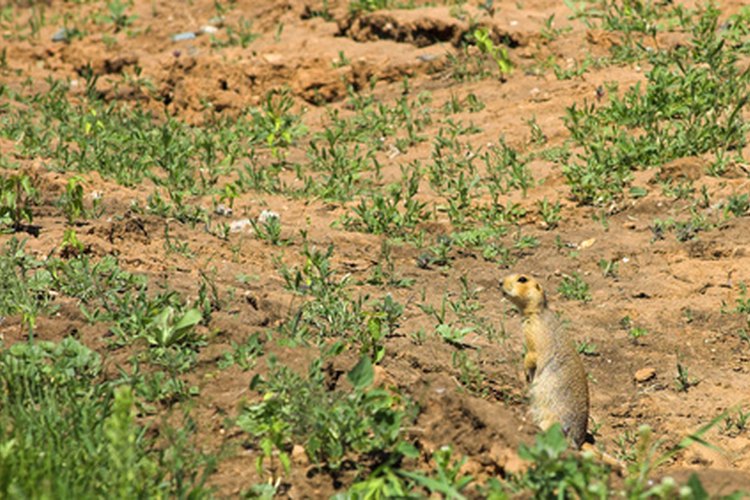 Las ardillas de tierra y otros roedores de madriguera pueden dañar suelos y jardines.