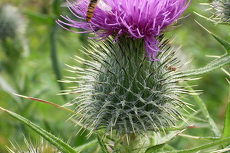 La flor nacional de Escocia, el cardo, no es la mejor flor para una cita.