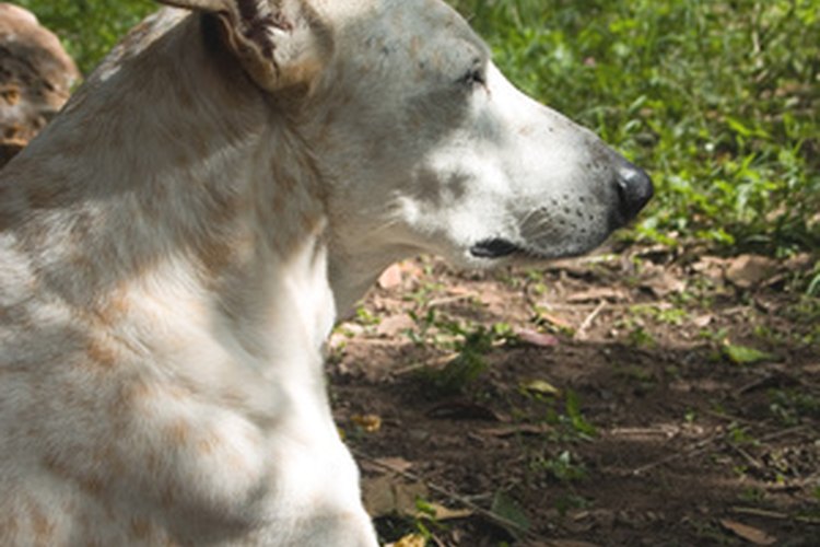 Si tu perro cojea, es probable que esté lesionado.