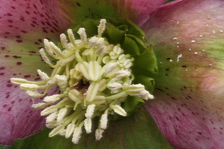 Las hellebores a menudo florecen incluso antes de los bulbos de primavera.