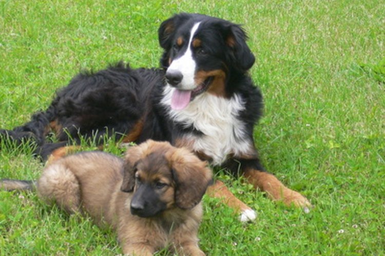 Los perros más pequeños por lo general llegan a la pubertad más rápido.
