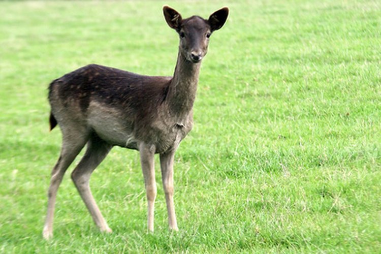 Los zoólogos estudian a los animales.