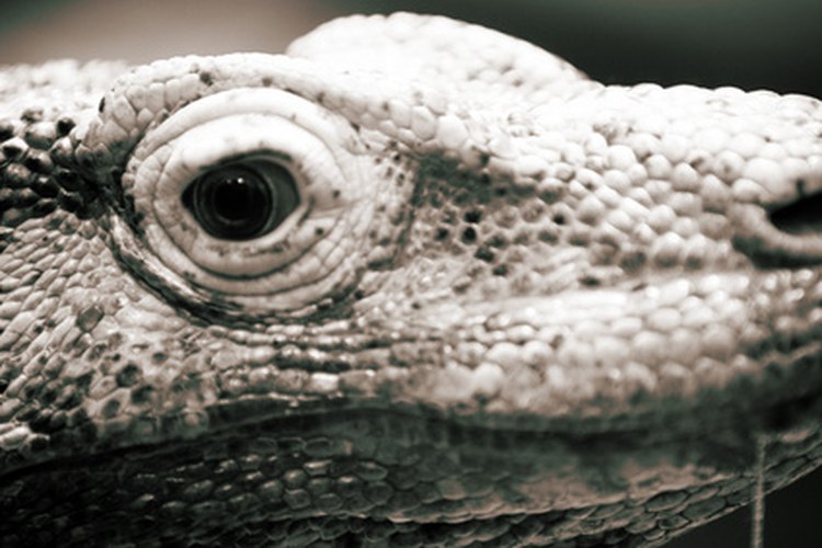 No todos los reptiles digieren de la misma manera.