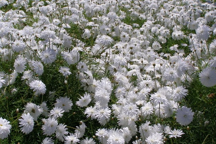 Un campo de claveles blancos en flor.