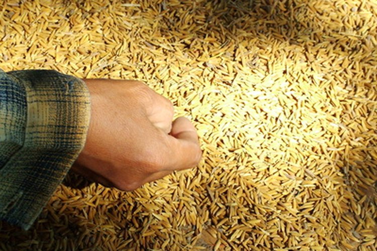 Arroz trillado no procesado antes de ser llevado al molido y convertido a color blanco.