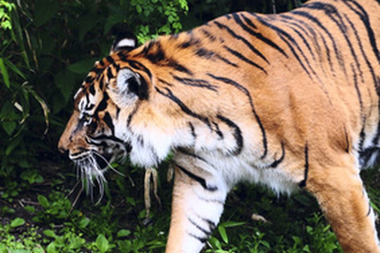 El majestuoso tigre de Bengala de la India se ve amenazado por la actividad humana.