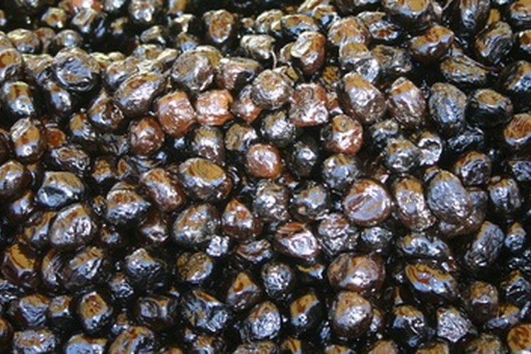 El amargo agente glucósido oleuropeína debe ser extraído de las aceitunas.