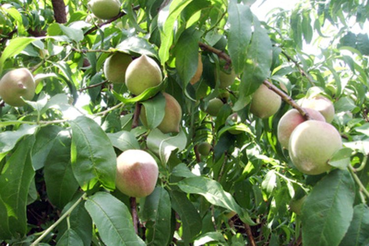 Una poda adecuada del árbol de melocotón en su primer año producirá muchos años de frutas.