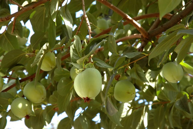 La cantidad de agua que debes aplicar en el riego de un árbol frutal depende de muchos factores.