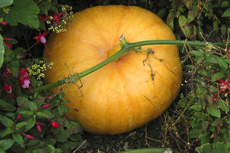 Busca calabazas para imitar un tono naranja relajante.