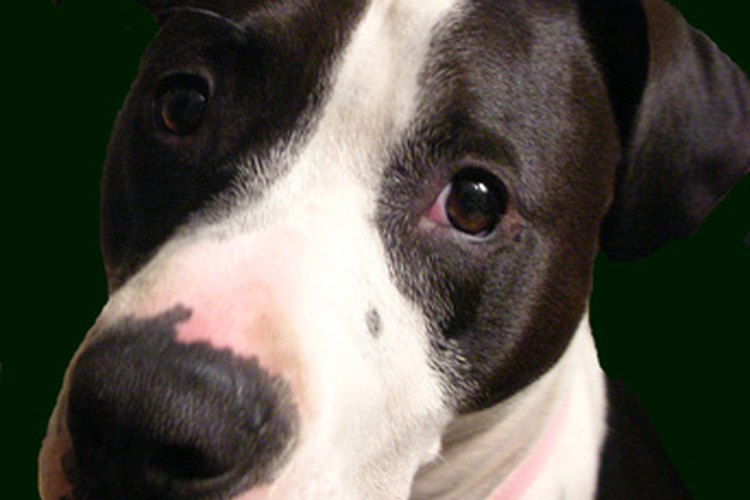 Los pit bulls pueden sufrir de pulgas y garrapatas, que pueden provocar alergias.