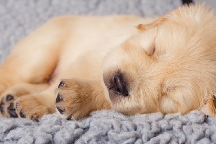 A todo el mundo le gusta más un perro que no se despierta demasiado temprano.