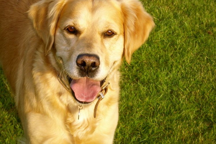 Los golden retriever son propensos a las alergias en la piel.