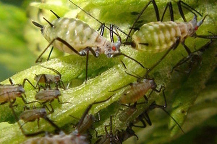 El jabón Dawn destruye los insectos, como los áfidos.