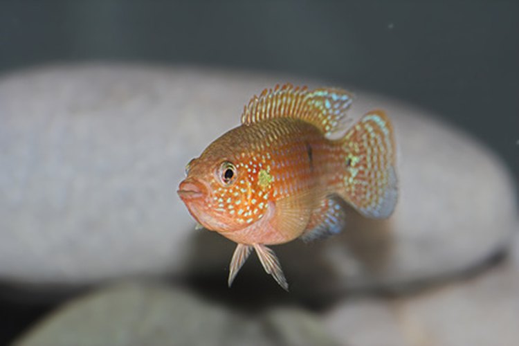 Un pequeño pez tropical se para ya que nada en agua salada.