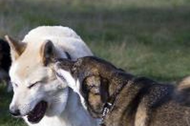 Manténte al tanto con tu perro cuando le estés dando algún medicamento.