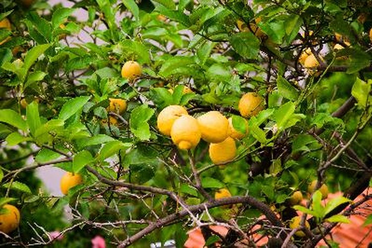 Un limonero.