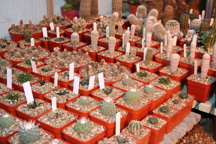 Los viveros cultivan las plantas en macetas.