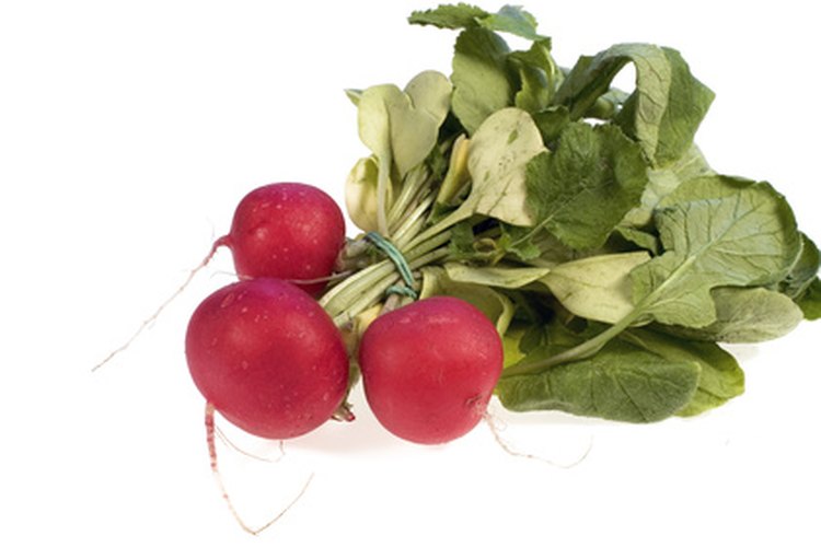 Entre los vegetales de crecimiento rápido se incluyen los rábanos, lechuga, judías verdes y calabacines.