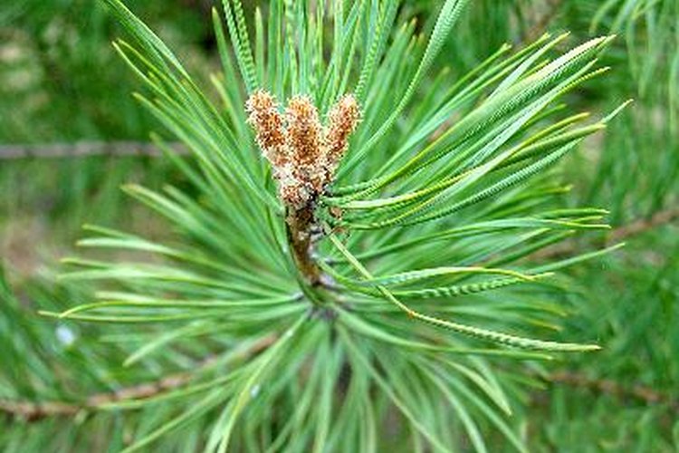 Las agujas amarillas en un árbol de pino pueden indicar varios problemas.