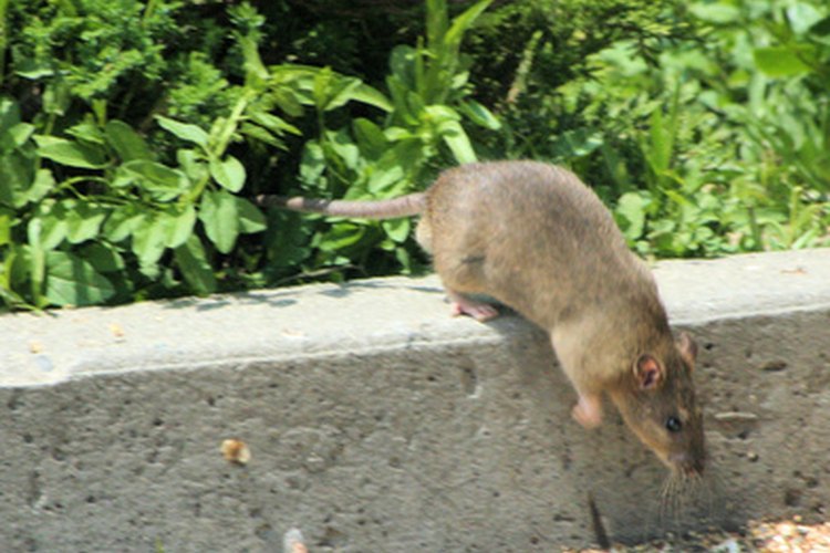 Las ratas invaden las casas y traen enfermedades al hogar.