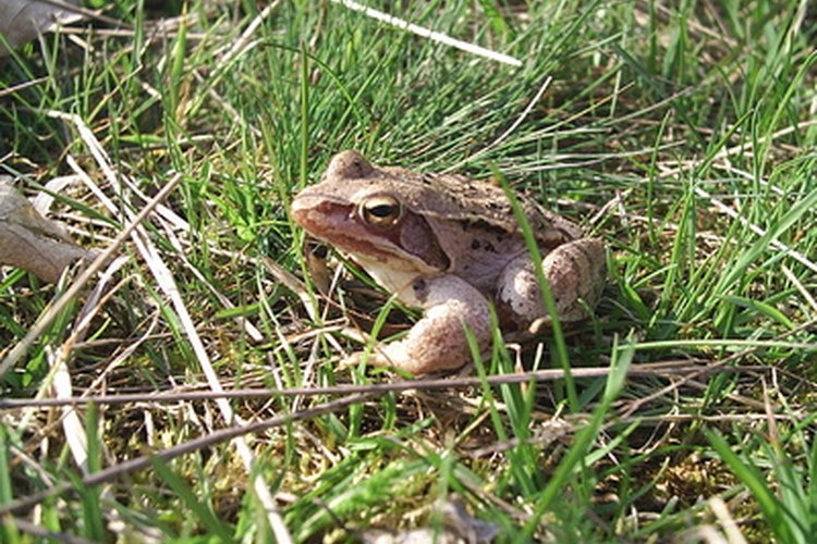 Aprende sobre la vida de las ranas y los sapos.
