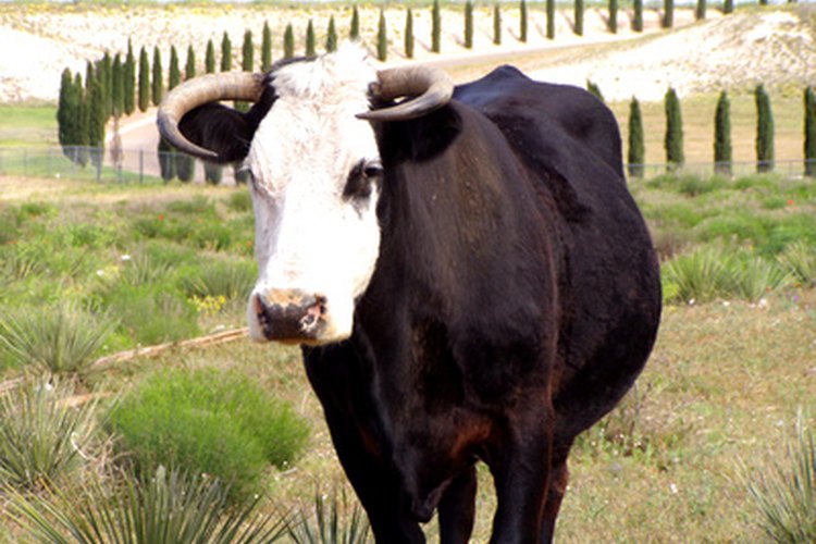 Pintar la cara de una vaca en la cara de un niño es un proceso sencillo que requiere de muy poco tiempo y de una mentalidad creativa.