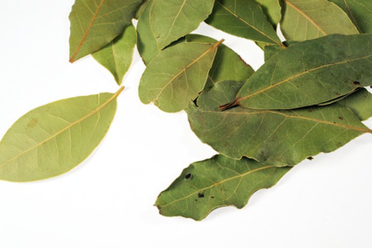 La putrefacción de la raíz en laureles ingleses enanos, puede hacer que el follaje brillante y verde de repente se ponga amarillo.