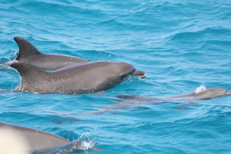 Los delfines necesitan sólo un par de cosas para prosperar en su hábitat.