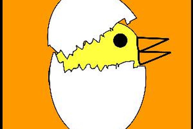 Pollito saliendo del huevo.
