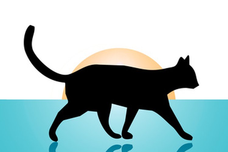 La estructura de la cadera del gato se inclina hacia delante para caminar sobre las cuatro patas.