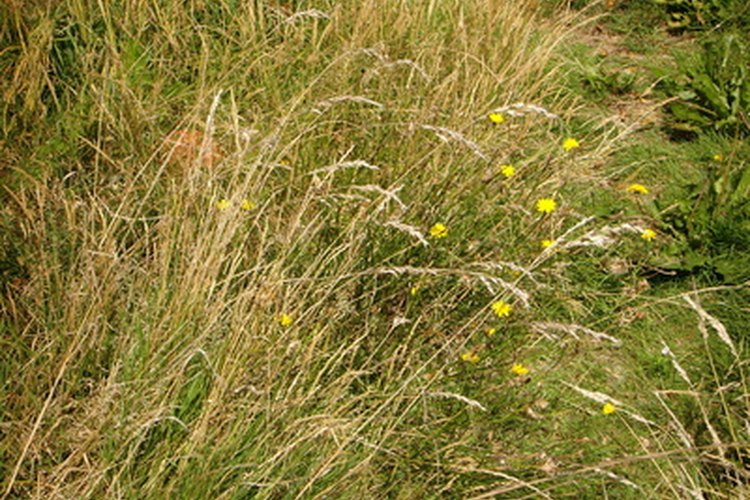 Las cortadoras de malezas usan un motor de dos ciclos simple.