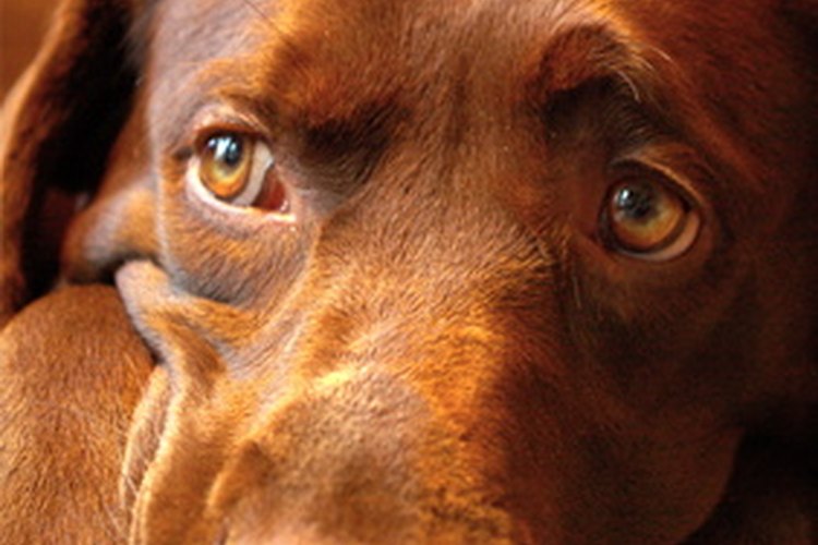 El índice de crecimiento de un cachorro depende en su mayoría de la genética.