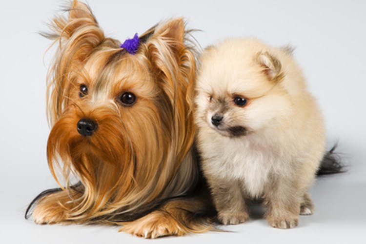 Un Yorkie (izquierda) tiene una vejiga pequeña y necesita interrupciones frecuentes para ir a orinar.