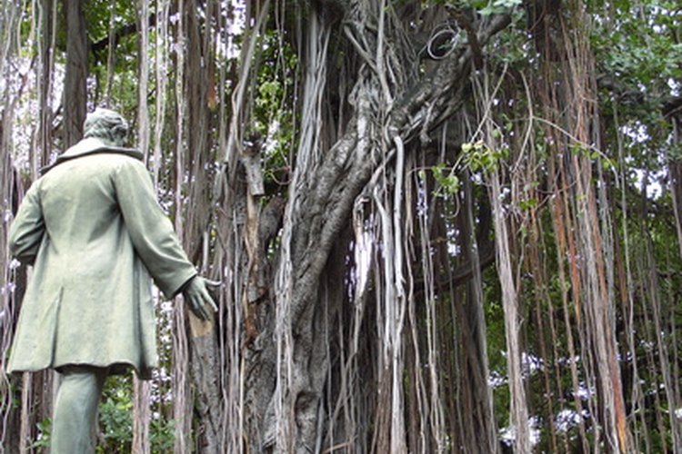 Las lianas inundan las regiones de selva tropical densamente arboladas.