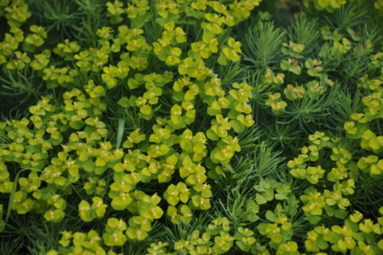 Tanto las plantas como los animales deben tener oxígeno, hidrógeno y carbono, los cuales pueden obtener del aire y el agua.