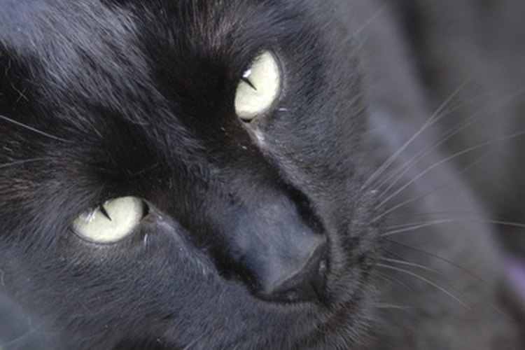 Los gatos machos deben ser esterilizados antes de que comiencen a marcar su territorio.