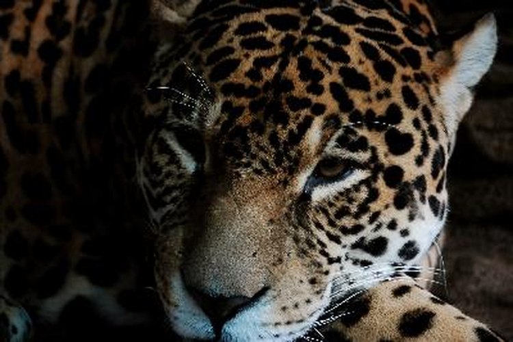 Jaguar.