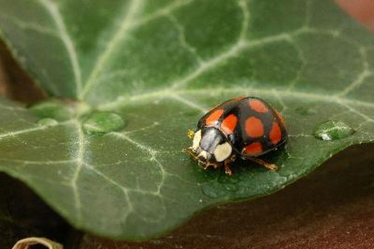 La mariquita o vaquita de San Antonio es uno de los insectos más elegidos para disfrazarse.