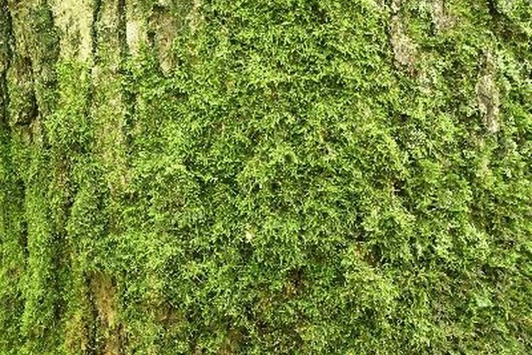 Musgo de roble.