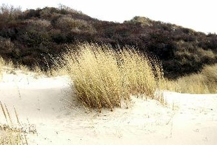 Las plantas nativas ayudan a que las dunas no se vuelen con el viento.