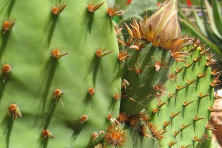 La fruta de la Opuntia streptacantha fue un ingrediente importante en los colorantes alimentarios.