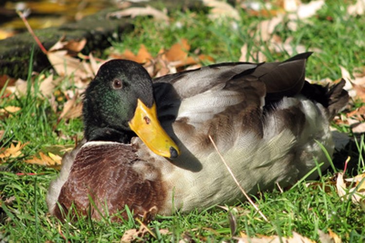 Los criadores deberían usar alimento para gallinas para complementar la comida tradicional que a los patos les gusta y necesitan, no para reemplazarla completamente.
