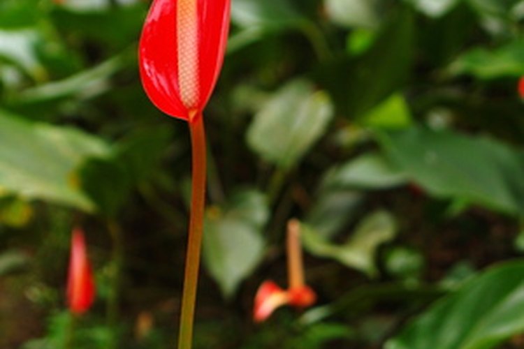 Poda el anturuim cuando las flores se marchiten.