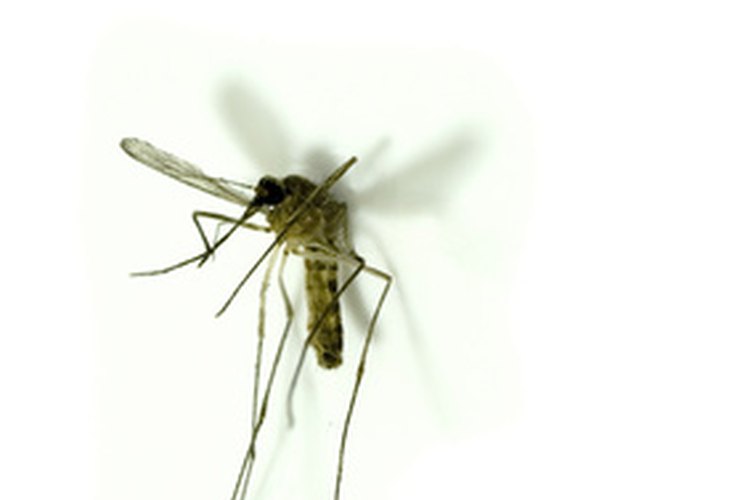 Los mosquitos pueden ser molestos, pero lidiar con ellos no tiene que serlo.