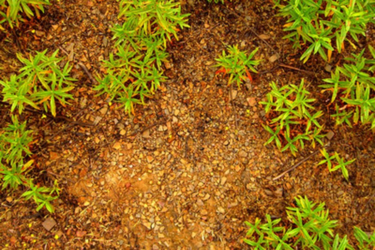 El fósforo es vital para el crecimiento y la salud de las plantas.