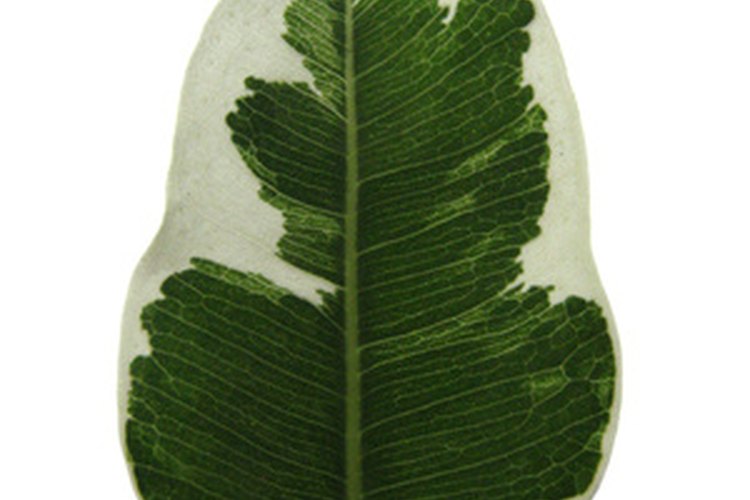 Un ficus abigarrado requiere más luz solar para mantenerse variado y saludable.